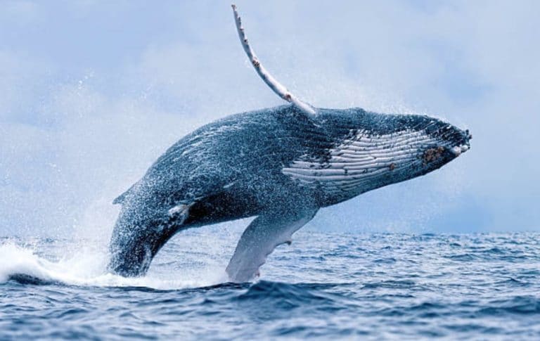 baleine à bosse