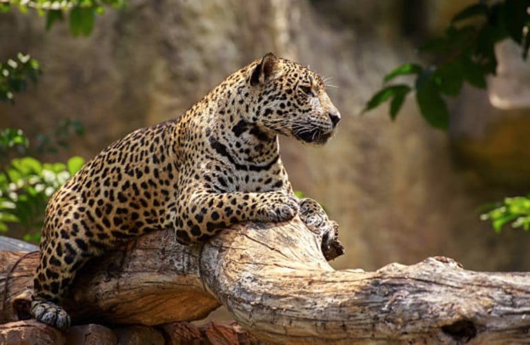 jaguar