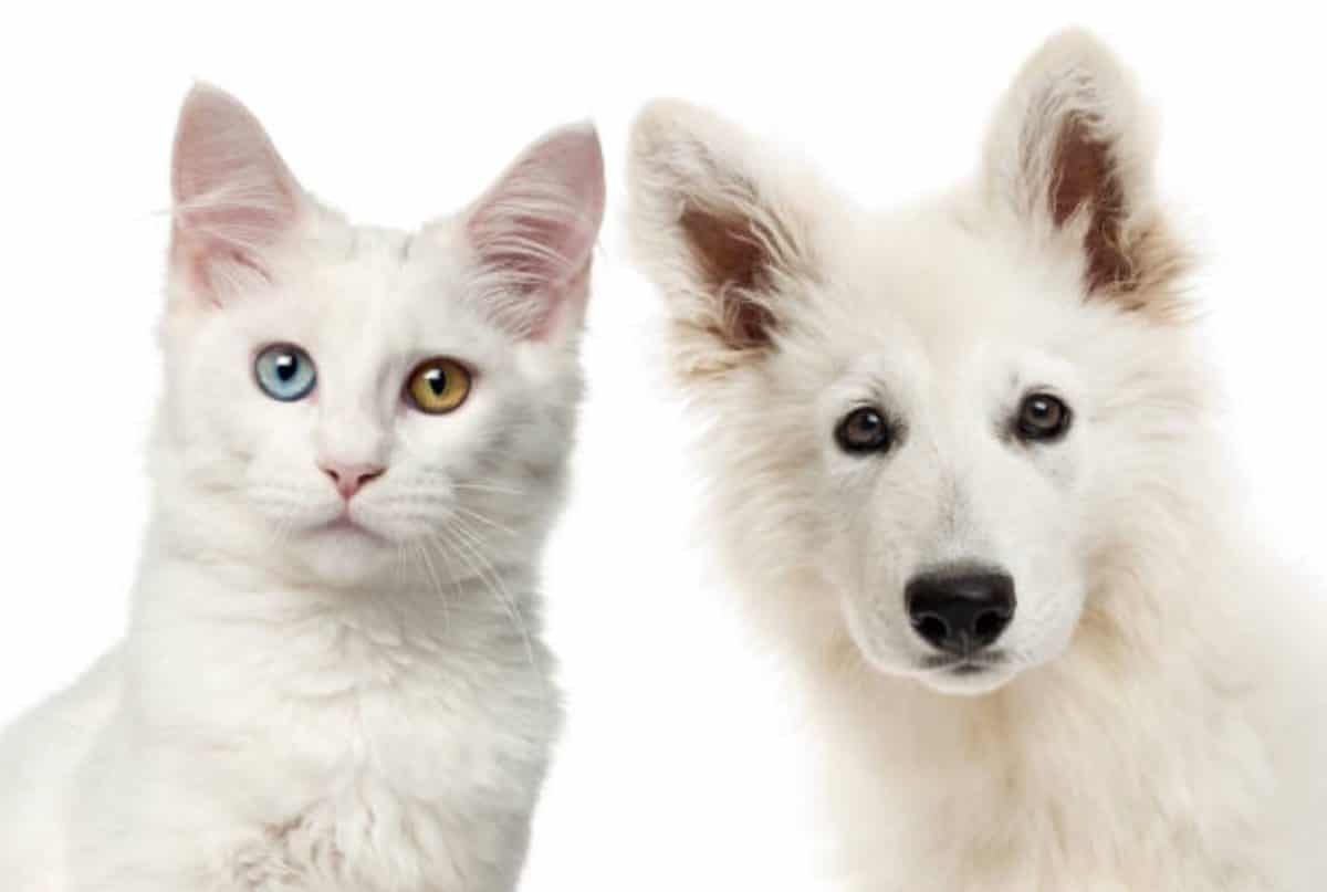 chien chat