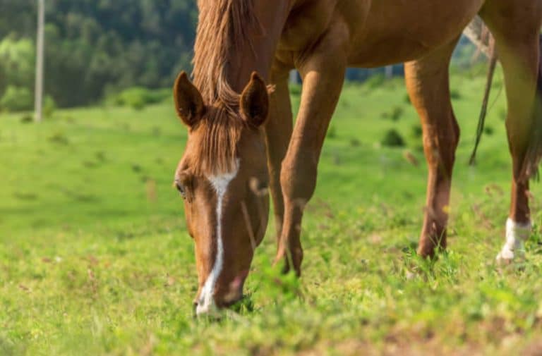 cheval