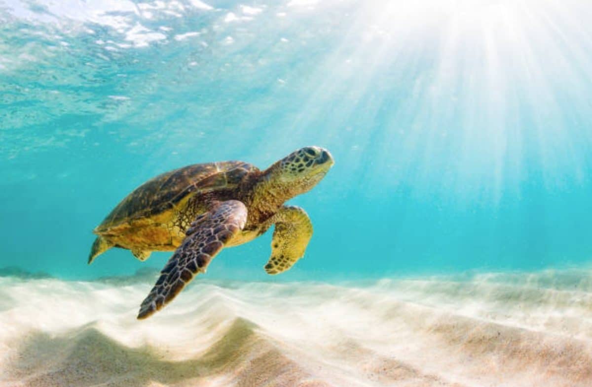 tortue