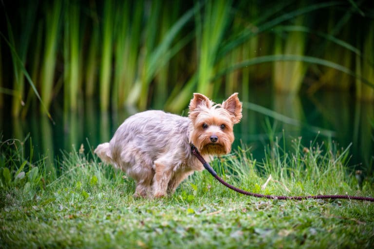 chien crottes