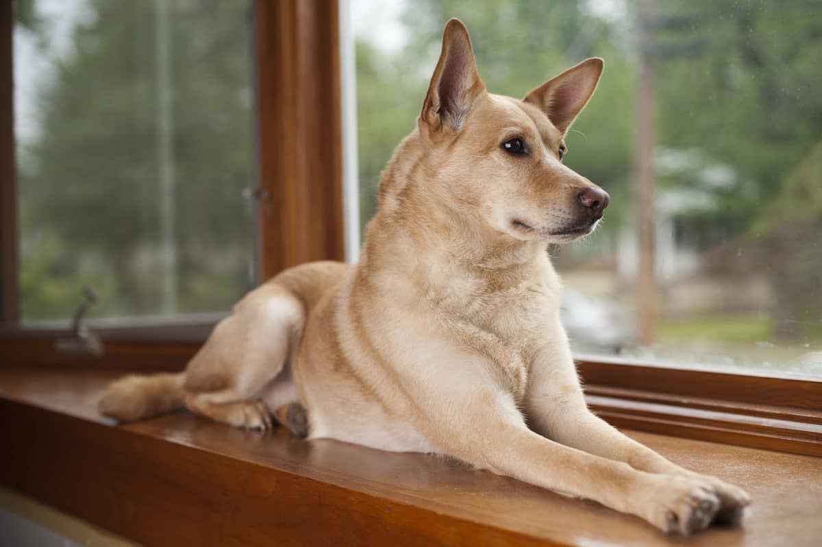 chien couché fenêtre