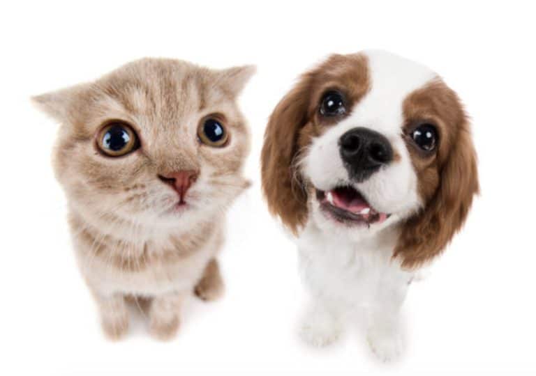 chien chat