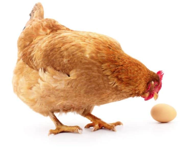poule oeuf