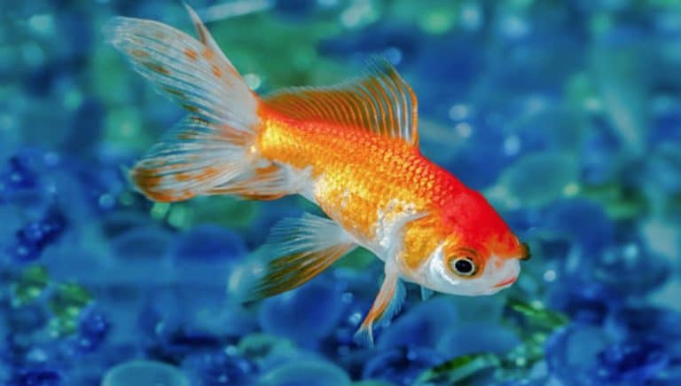 poisson rouge