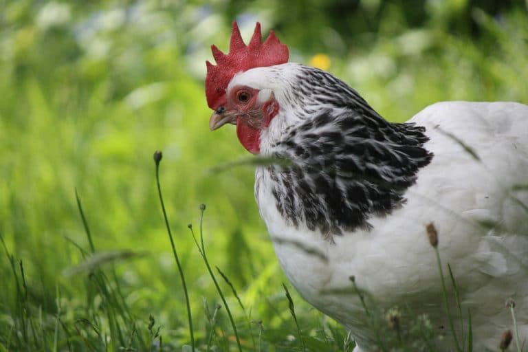 poule
