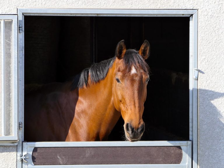 cheval box