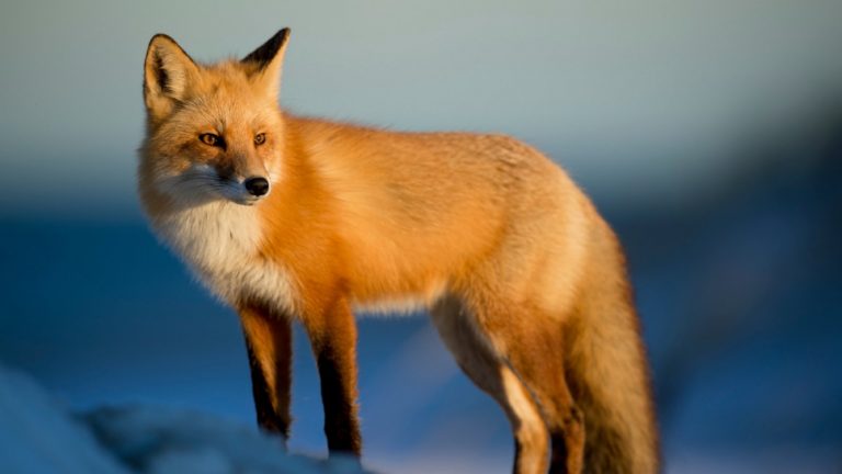 renard