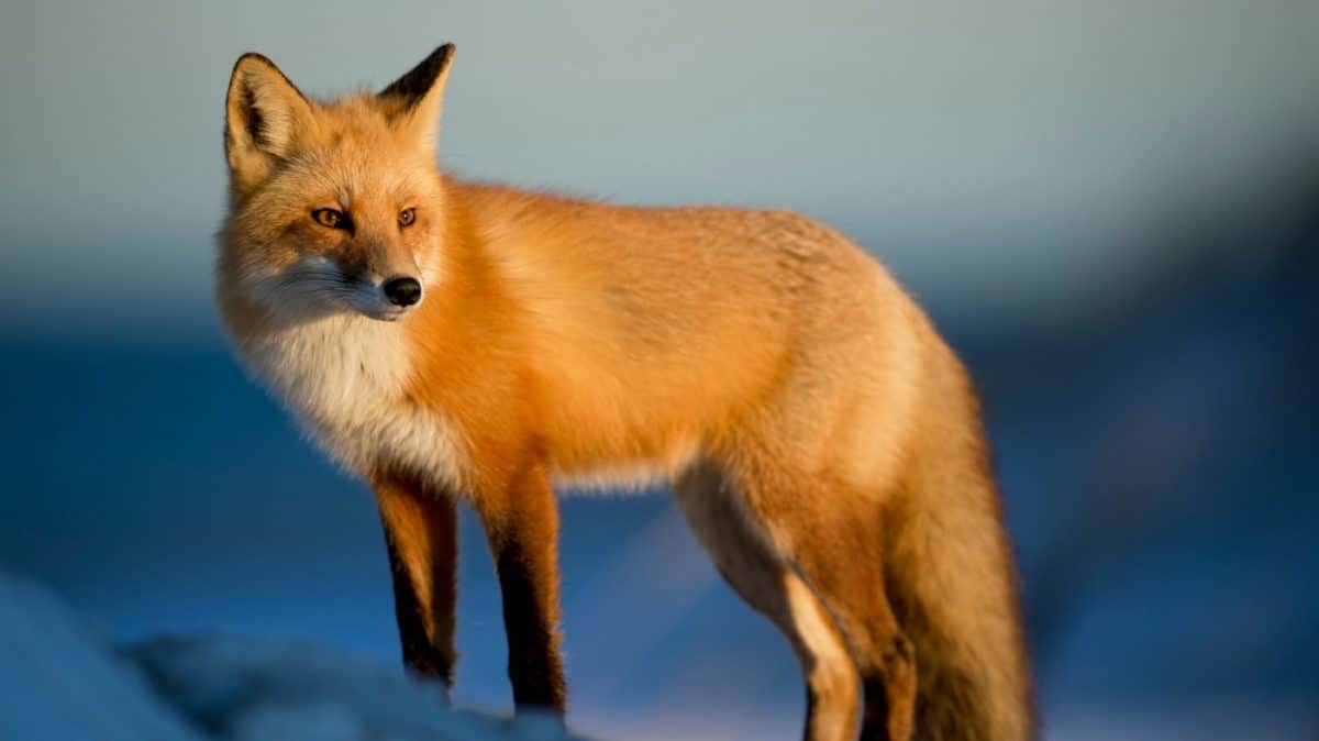 renard