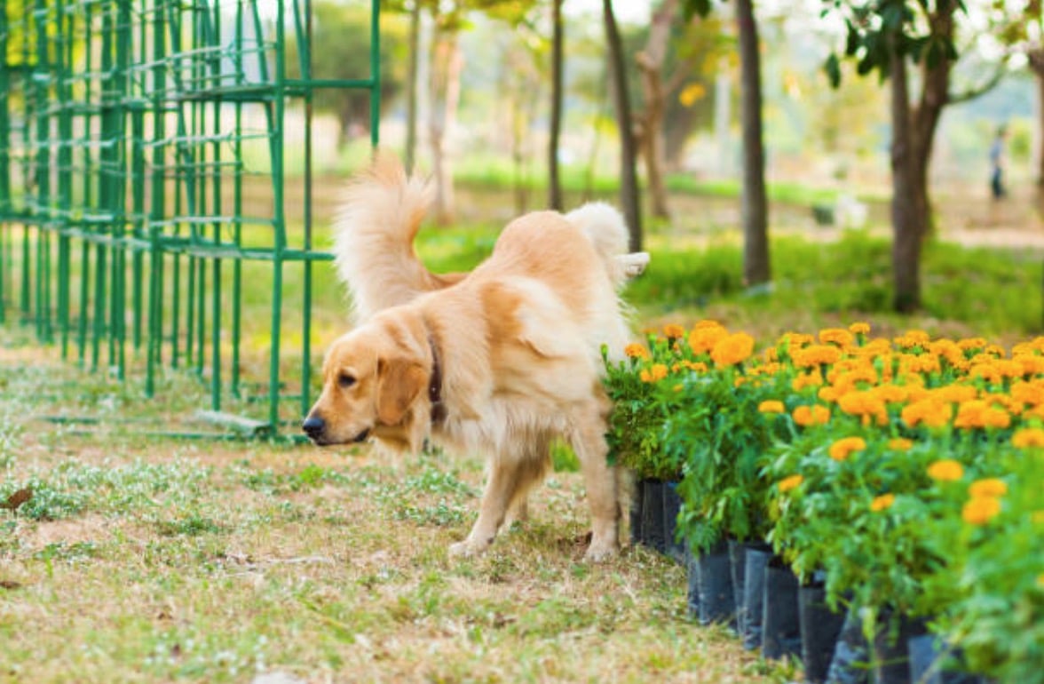 chien urine plantes