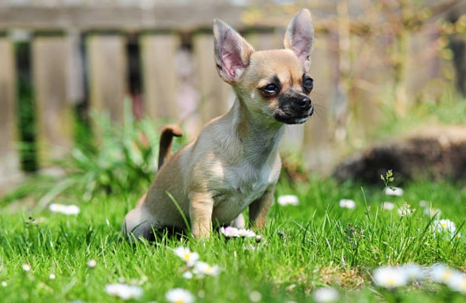 chien pipi herbe