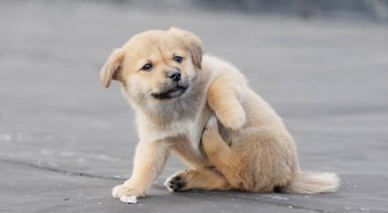 chien gratte