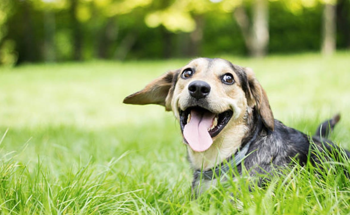chien