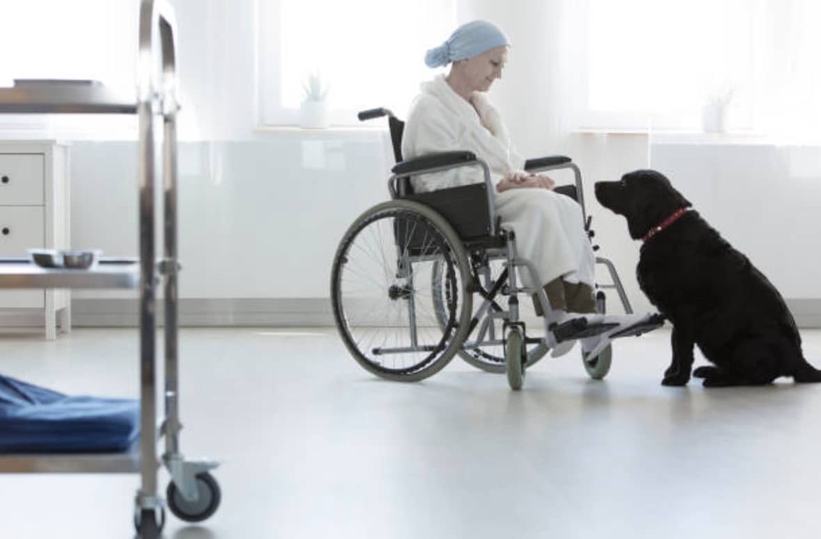 chien hôpital