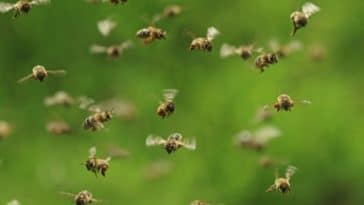 abeilles