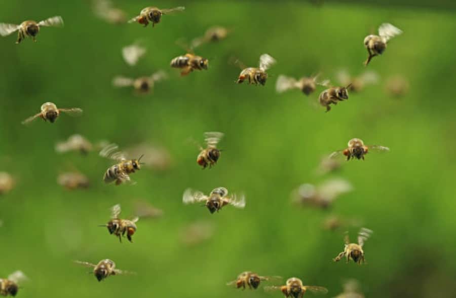 abeilles