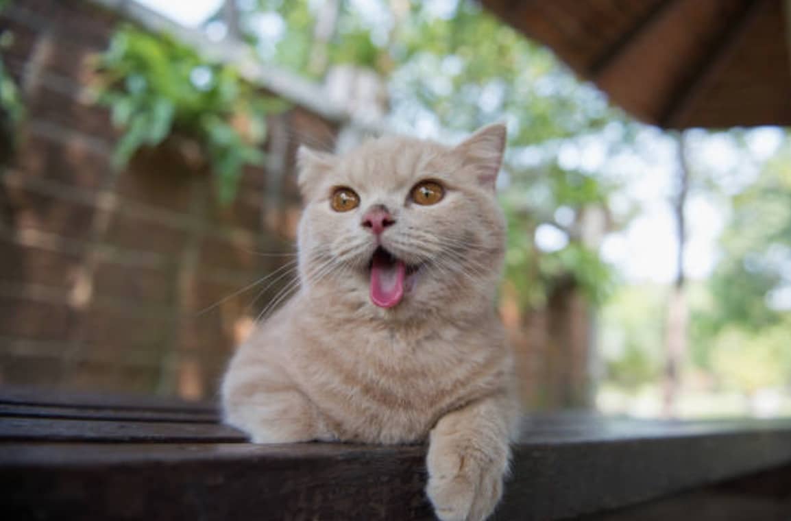 chat chaud