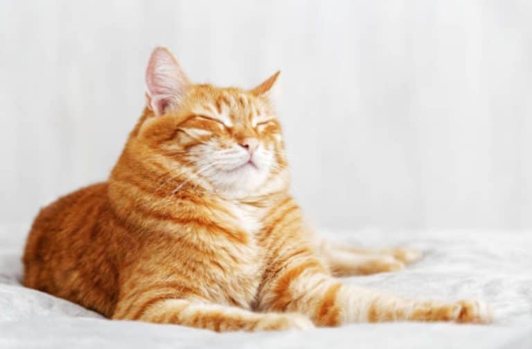 chat couché