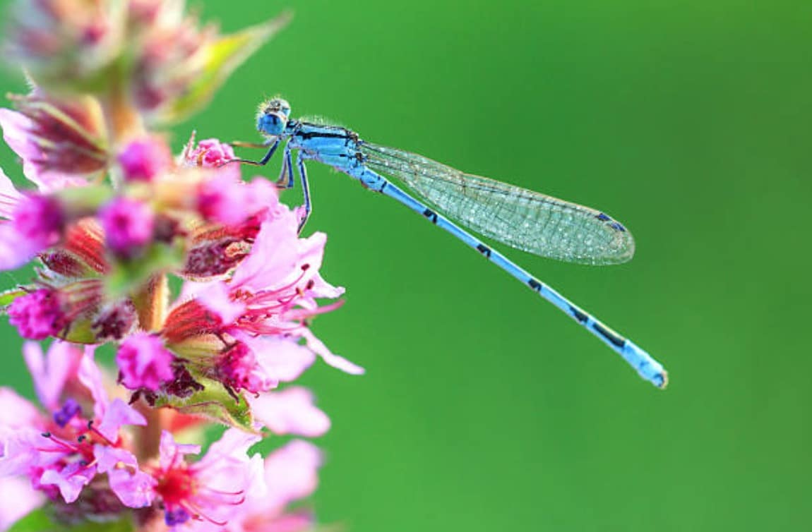 insecte