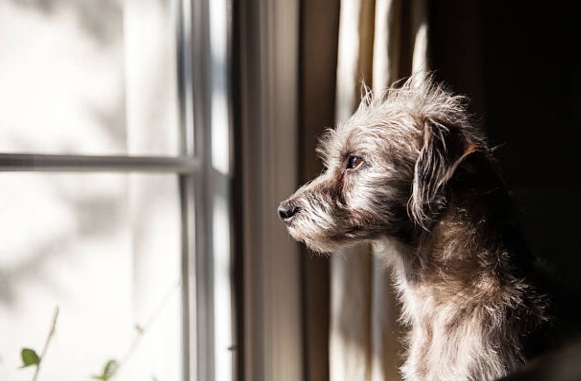 chien triste