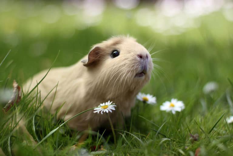 Un Cochon D'inde Seul Est Il Heureux
