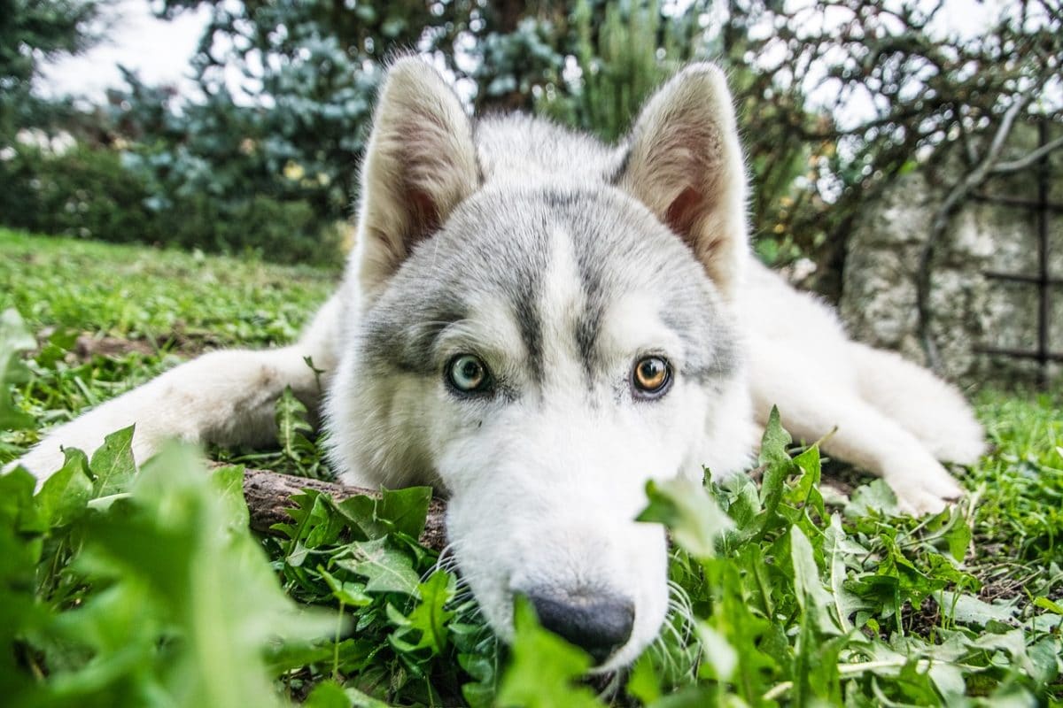 chien