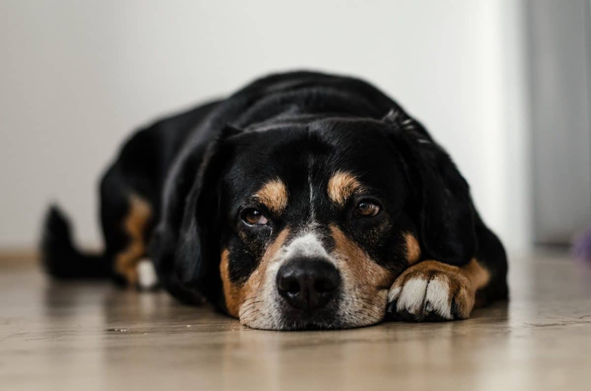 chien couché triste