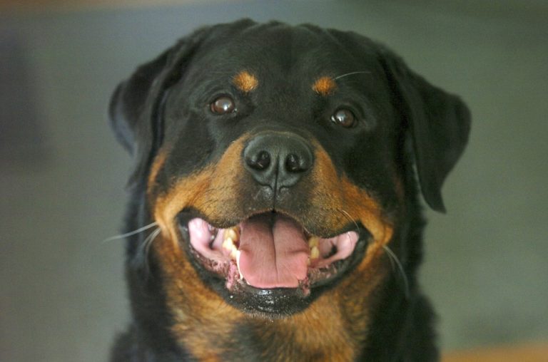 chien rottweiler