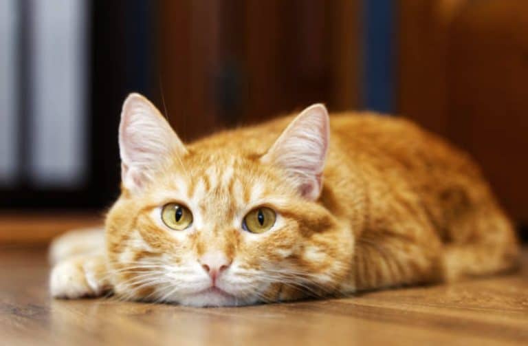 chat ennui