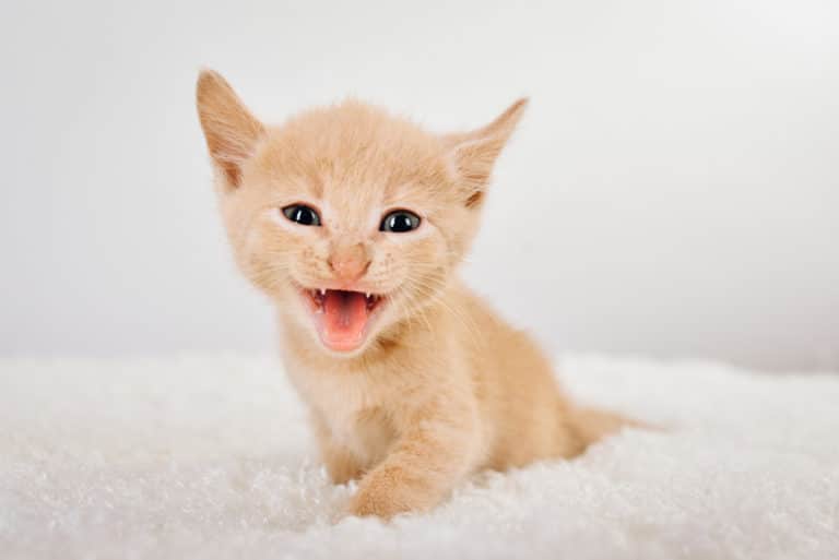 chat miaule