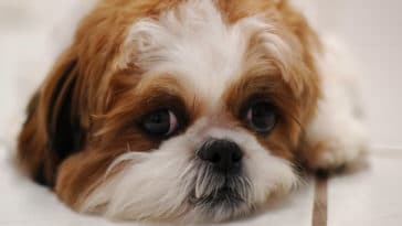 chien shih tzu