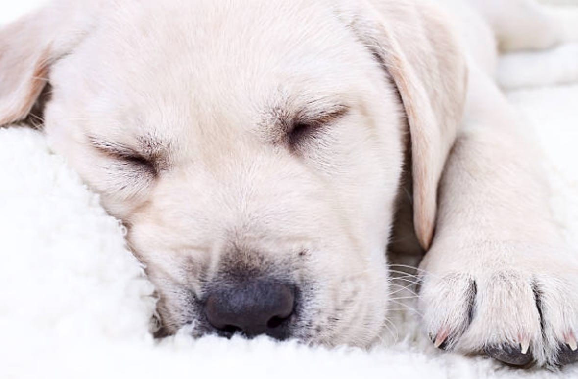 chien dort