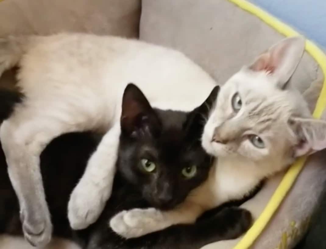 lily et rosa