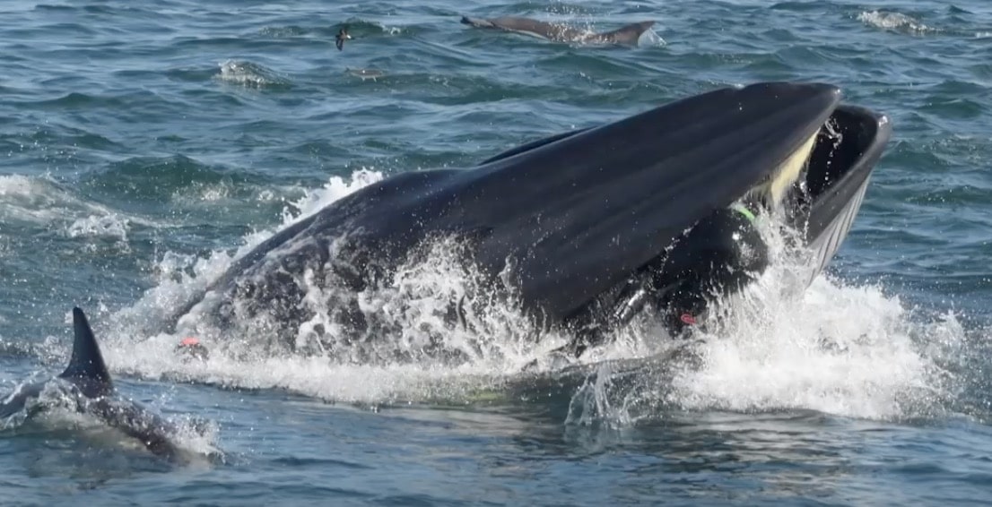 baleine avale homme