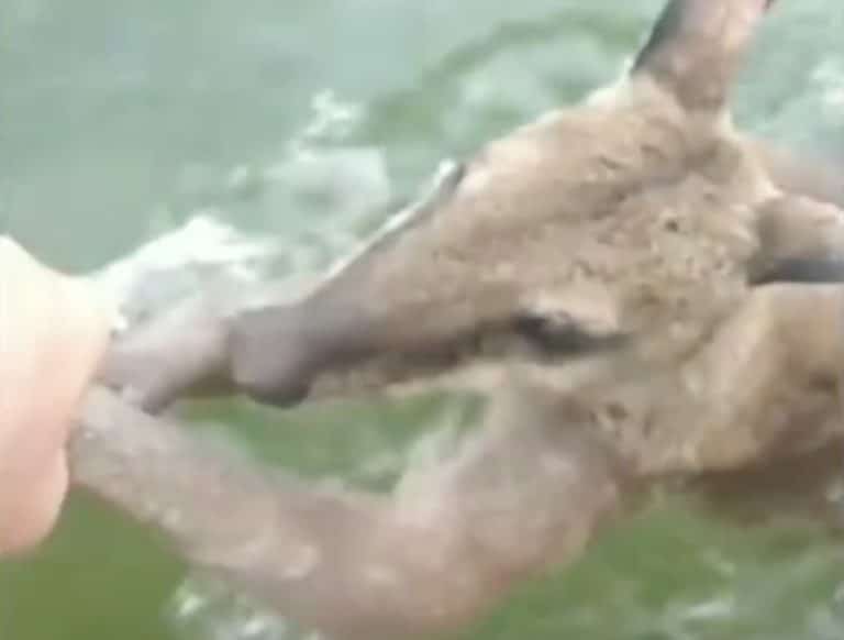 wallaby océan