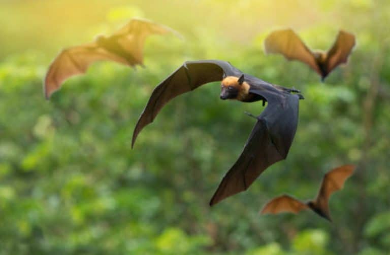 chauve souris