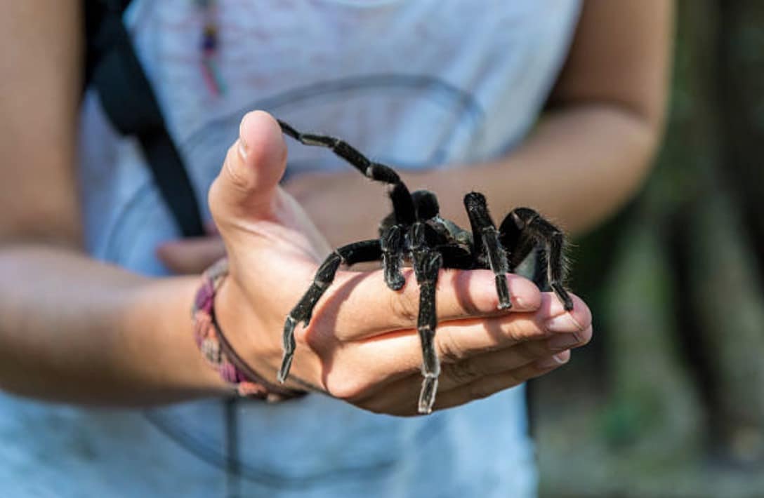 araignée