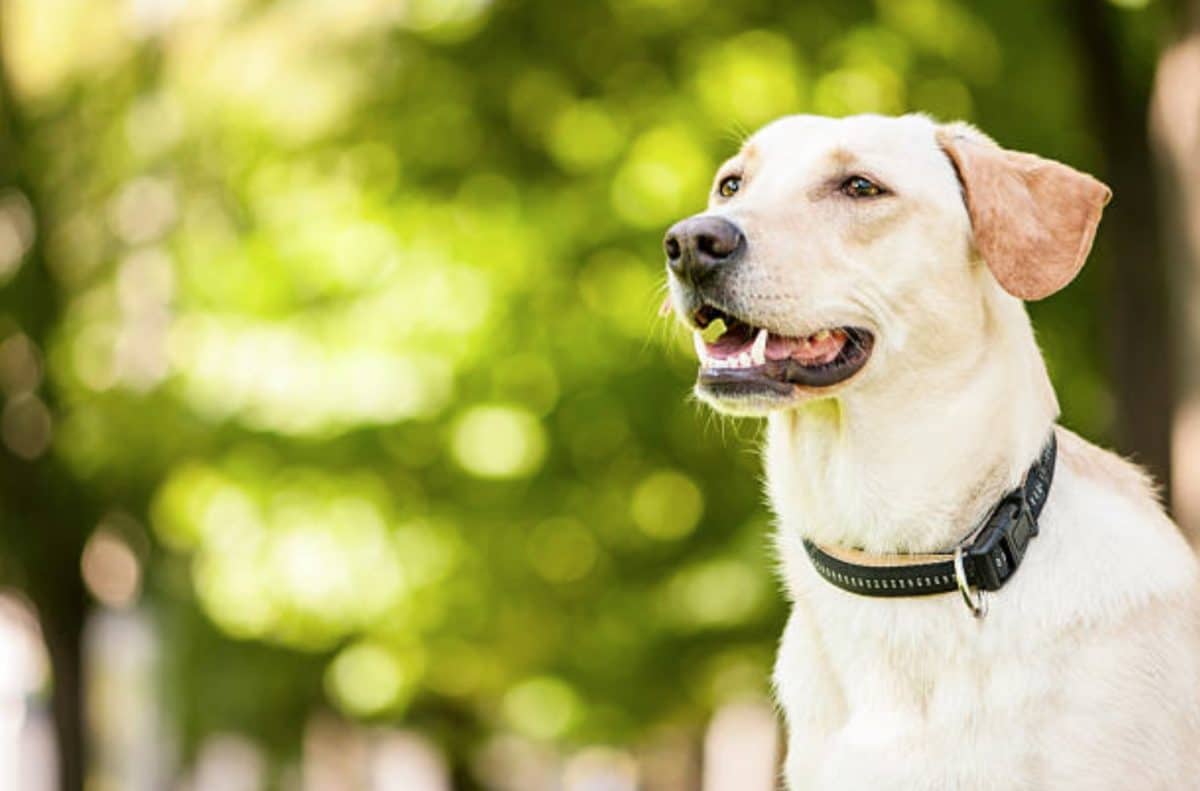 chien collier