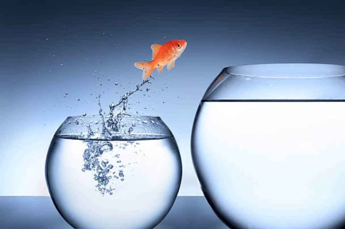 poisson saute