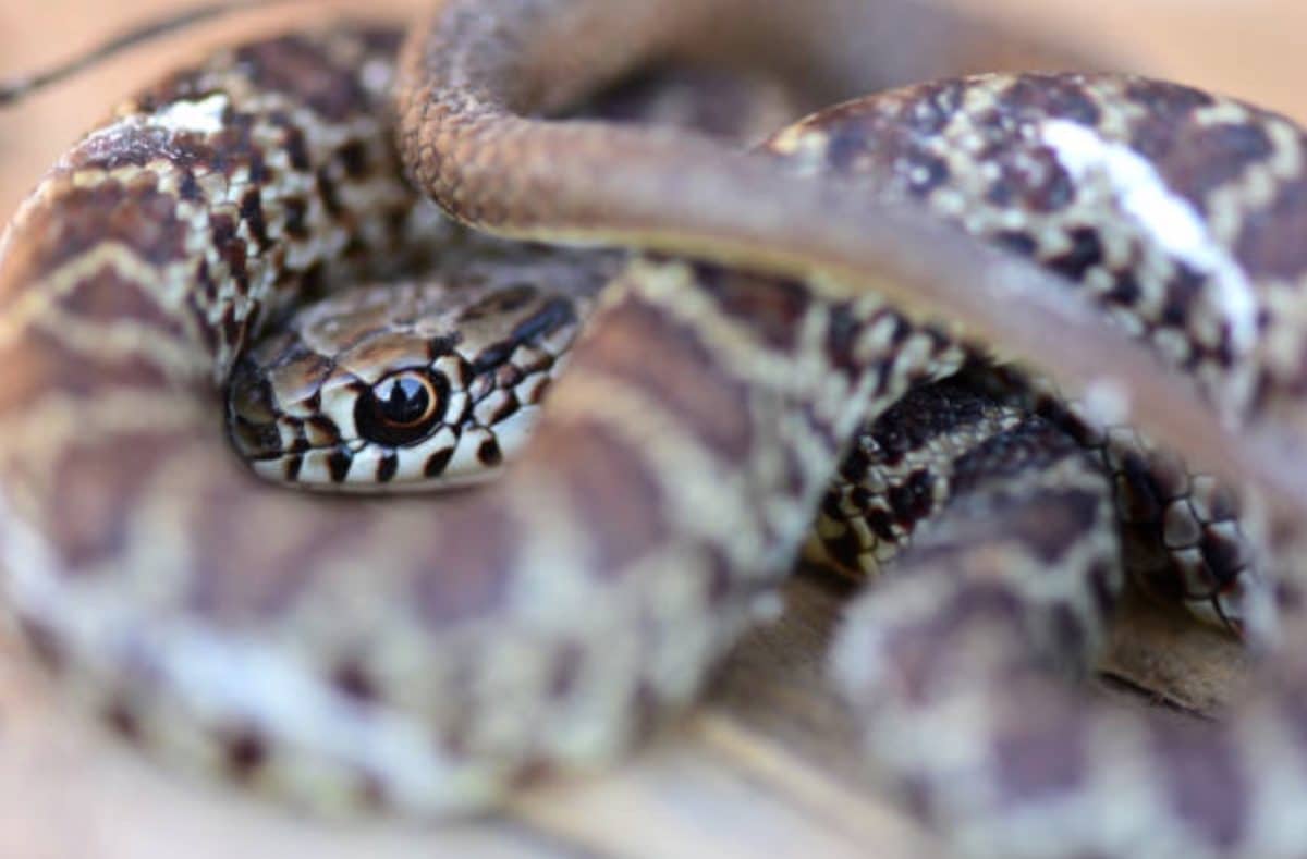 serpent