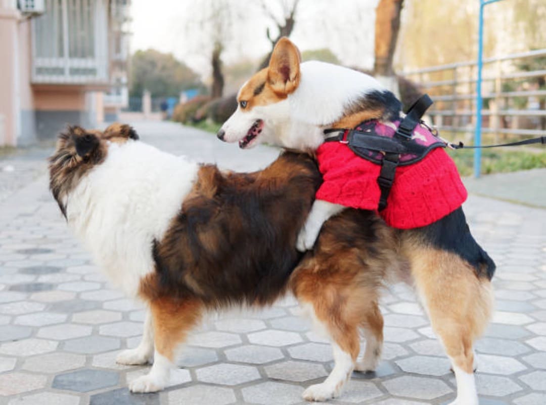 chiens sexe