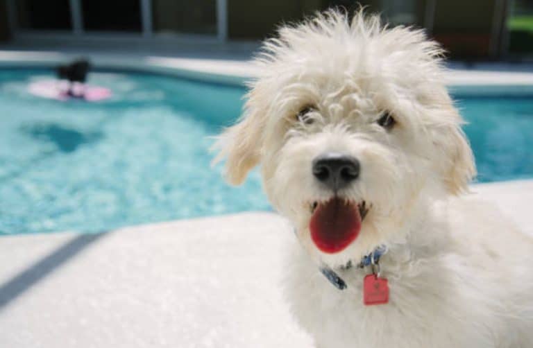 chien piscine
