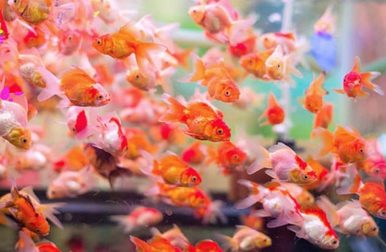 poissons rouges aquarium