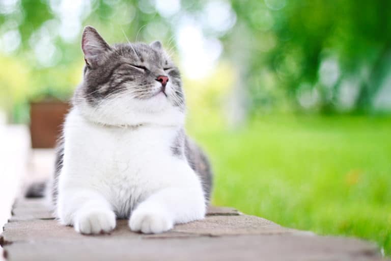 chat extérieur
