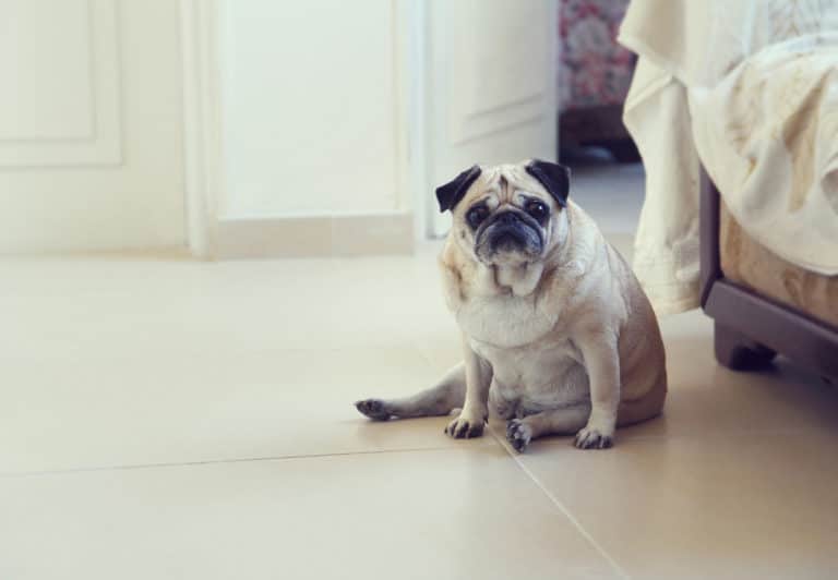 chien traîne ses fesses