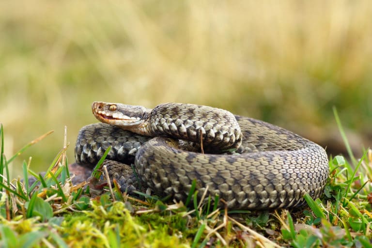 serpent