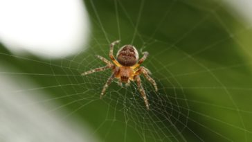 araignée