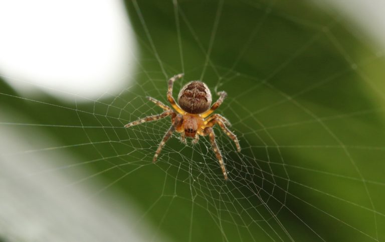 araignée
