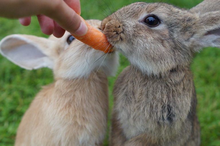 lapin mange carotte